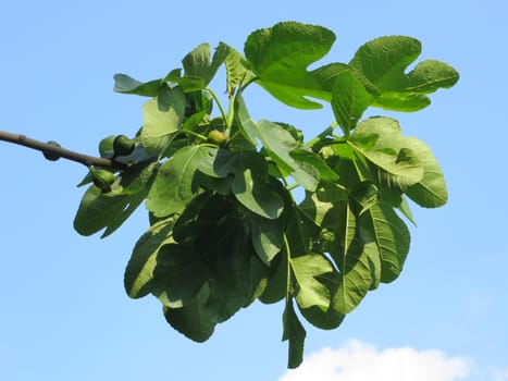 Real fig - Ficus carica