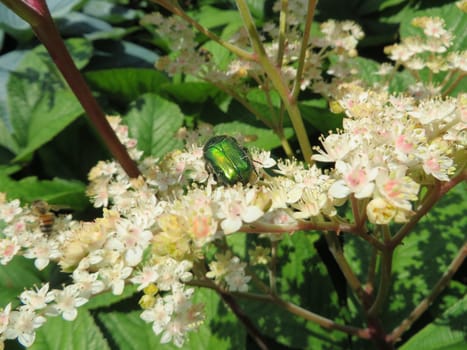 Great rose beetle - Protaetia aeruginosa