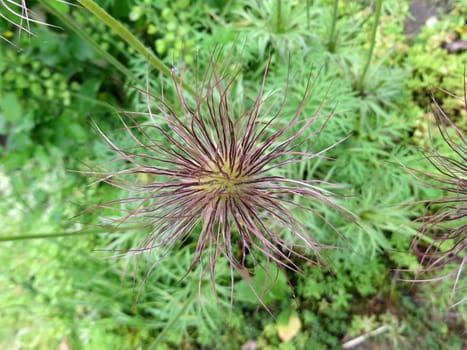 Inflorescence of a kitchen bell - Pulsatilla vulgaris