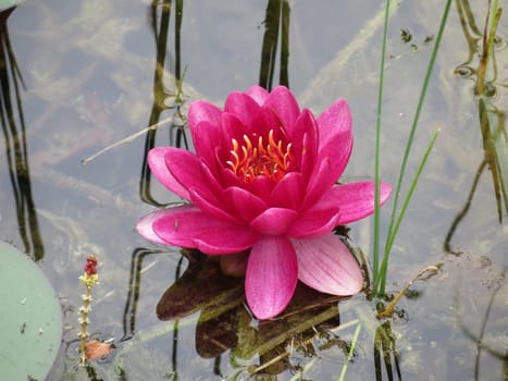 red water lily - Nymphaea