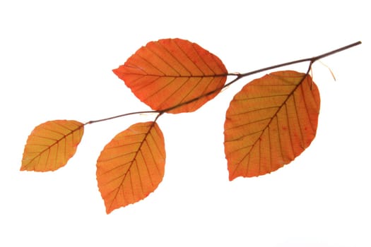 Blood beech (Fagus sylvatica f. purpurea) - small branch with fresh leaves in spring,exposed against a white background