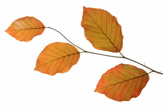Blood beech (Fagus sylvatica f. purpurea) - small branch with fresh leaves in spring,exposed against a white background