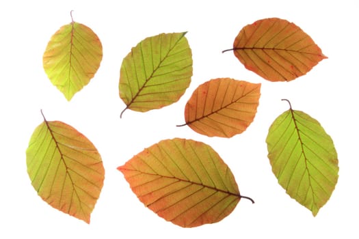 Leaves of the European beech (Fagus sylvatica f. purpurea) - fresh spring leaves exposed against a white background