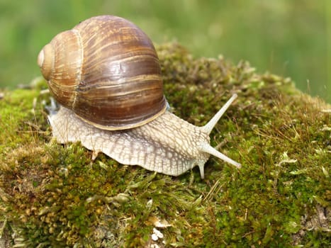 Edible snail