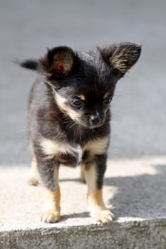 Chihuahua