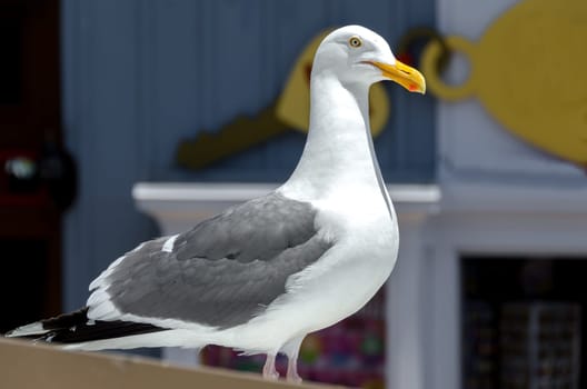 closeup of a seagull in San Francisco