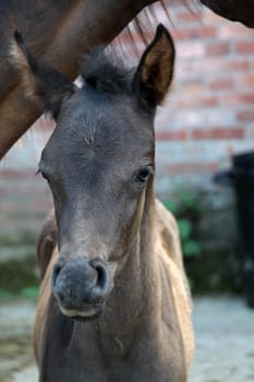 Arabian foals