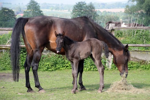 Arabian foals