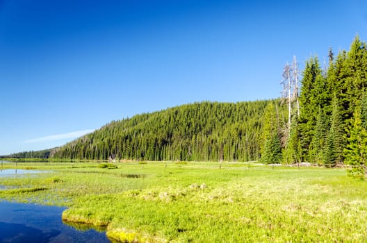 A lush green meadow and pine tree forest near Bend, Oregon