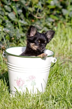 Chihuahua puppy in bucket
