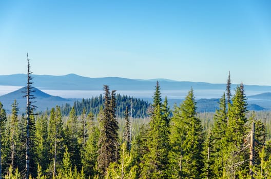 Lush green pine tree forest with beautiful blue hills in the background near Bend in Central Oregon