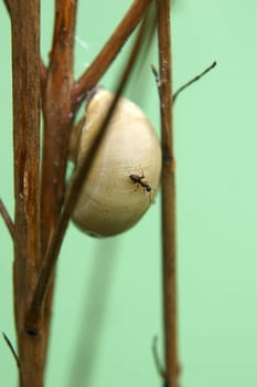 Die Nahaufnahme des Gehäuses einer Weinbergschnecke, welche zwischen Ästen sitzt.