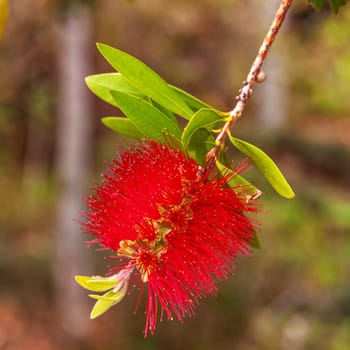 Red bottlebrush tree flower (callistemon citrinus), also known as crimson bottlebrush is a shrub in the family myrtaceae