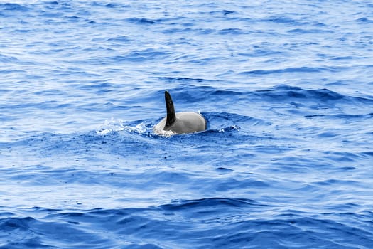 Fin and back of a swimming dolphin in the ocean
