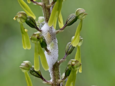 Leafhoppers on two-leaf flowers