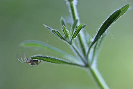 Pumpkin spider on burdock bedwort