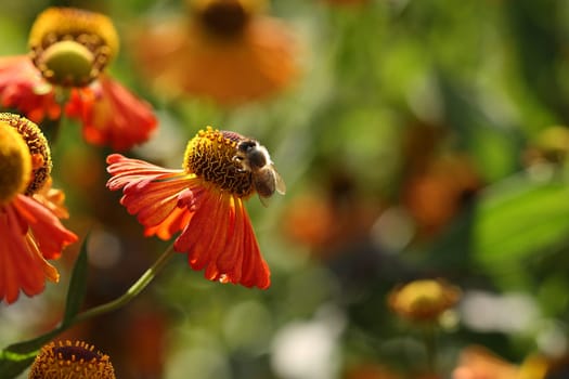 Bee on Helenium Garden Sun Bride