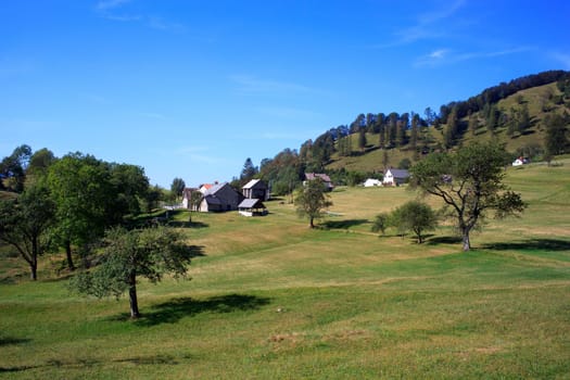 Grass and trees, Tolminske Ravne countryside - Slovenia