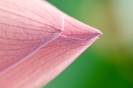 Macro shot of lotus, abstract and vivid image.