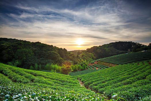 Tea garden for adv or others purpose use