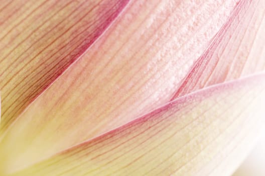 Macro shot of lotus, abstract and vivid image.