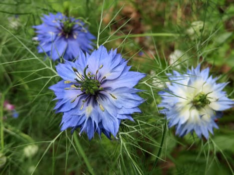 Maiden in the countryside - Nigella damascena