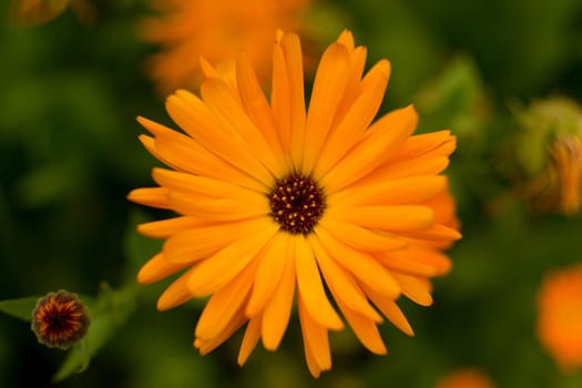 orange gerbera and bud on green background