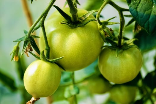 three greenhouse green tomatoes on a branch