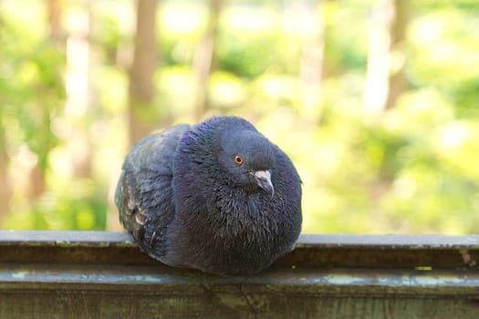 Grey pigeon sitting on a perch close-up.