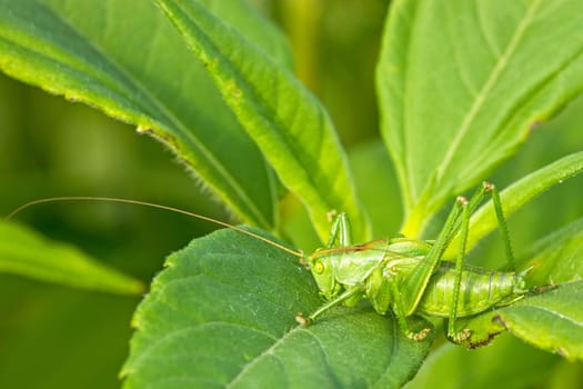 Green grasshoper sitting on the leaf in a garden