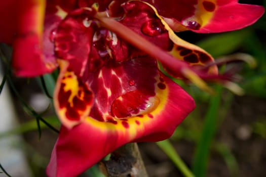Red lily with drops of morning dew