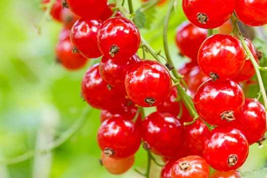 Cluster of a red currant on a branch
