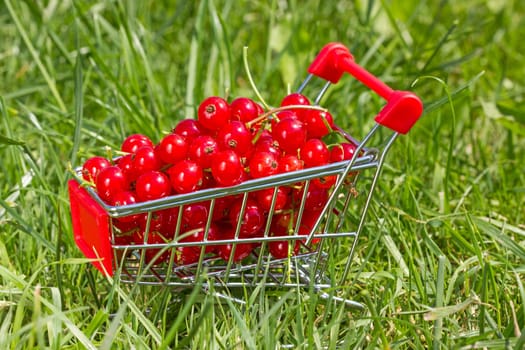 Shopping cart with red currant in a green grass