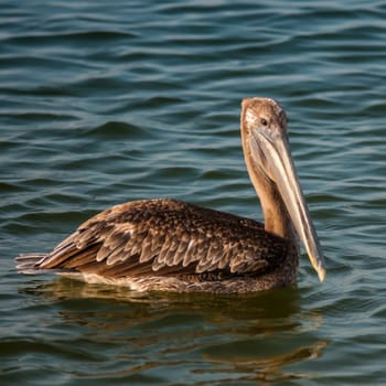 brown pelican rests in ocen waters in Florida