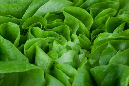 Lettuce close-up
