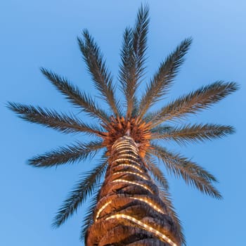 palm tree scenics at a luxury boarwalk and resort in florida
