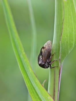 Leafhopper (Centrotus cornutus)