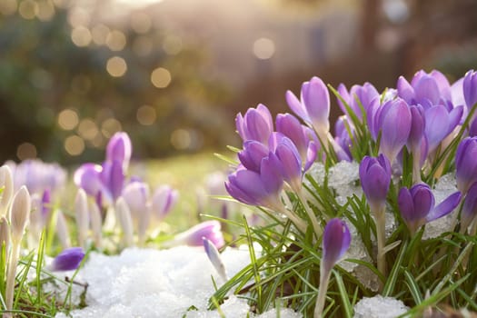 spring