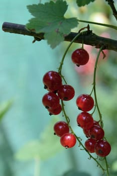 Sour fruits