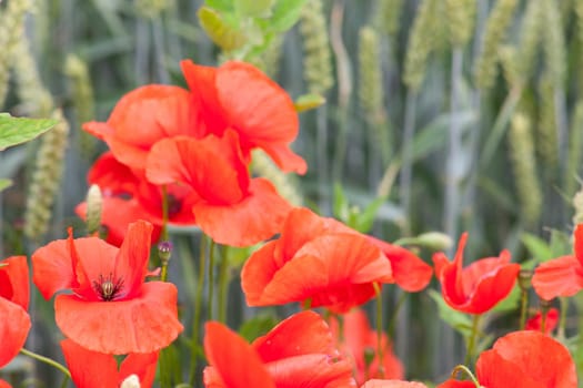 A lot of Poppies in the wheat field