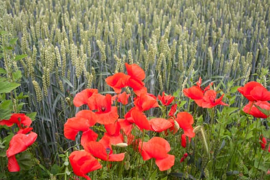 A lot of Poppies in the wheat field