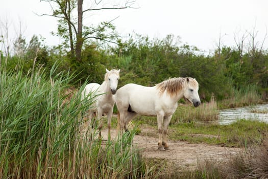 Camargue horses in a swamp - Isola della cona