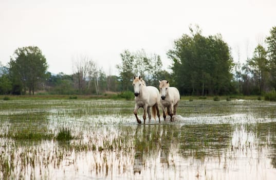 Camargue horses in a swamp - Isola della cona