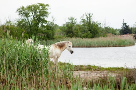 Camargue horses in a swamp - Isola della cona