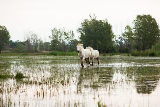Camargue horses in a swamp - Isola della cona