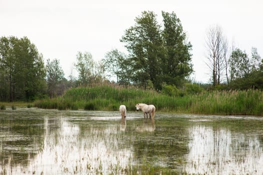 Camargue horses in a swamp - Isola della cona