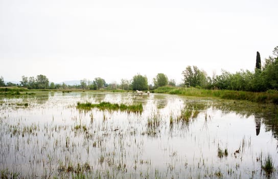 Camargue horses in a swamp - Isola della cona
