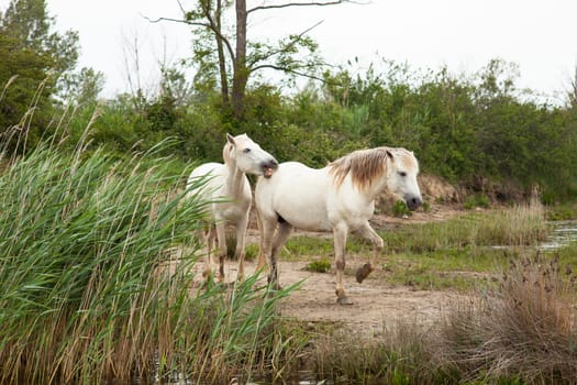 Camargue horses in a swamp - Isola della cona