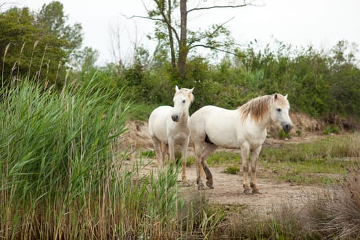 Camargue horses in a swamp - Isola della cona