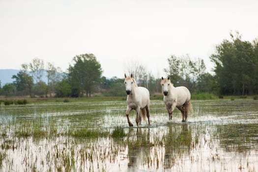 Camargue horses in a swamp - Isola della cona